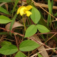 Vigna mungo (L.) Hepper